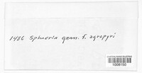 Phyllachora graminis image